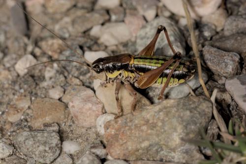 Anonconotus baracunensis